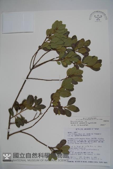 倒卵葉冬青、金平氏冬青藏品圖，第1張