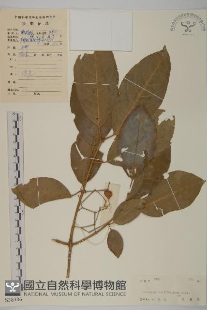 西南衛矛藏品圖，第1張