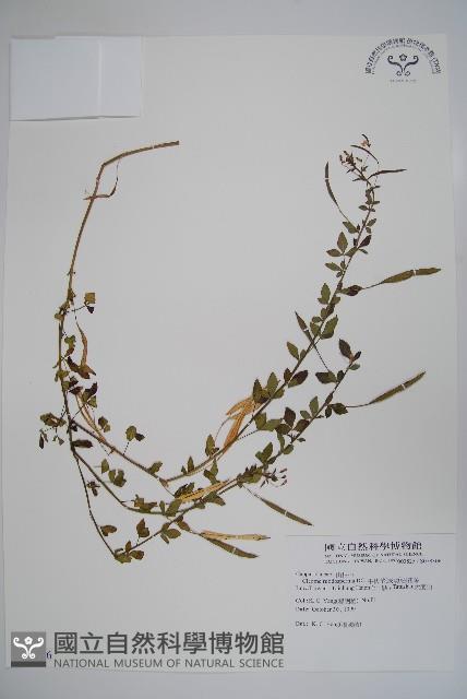平伏莖白花菜、成功白花菜藏品圖，第1張