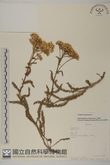 洋蓍草、千葉蓍藏品圖，第1張