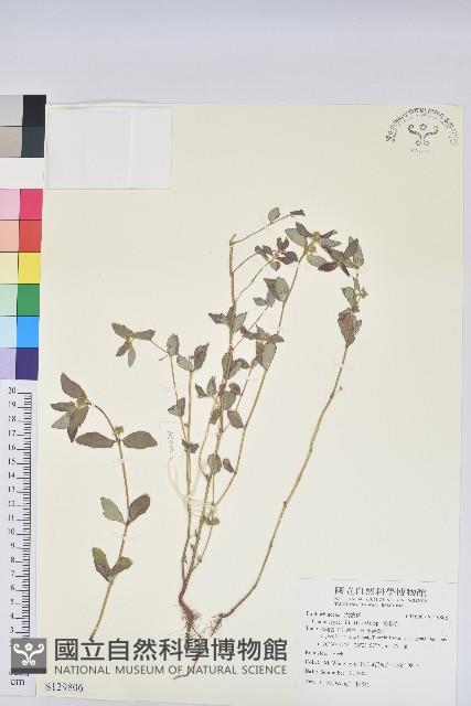 飛揚草藏品圖，第1張