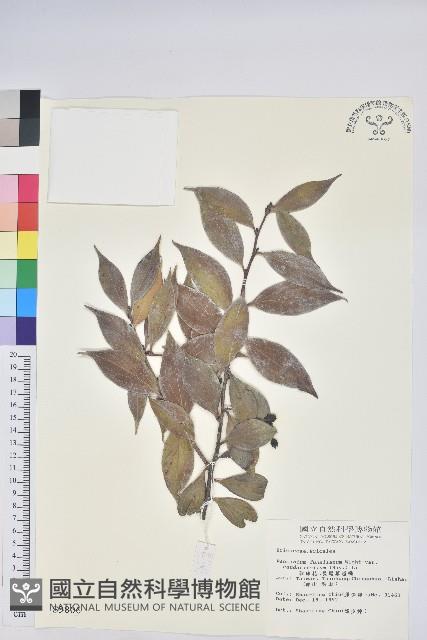 珍珠花、長尾葉越橘藏品圖，第1張