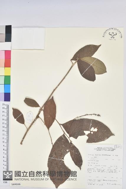 登錄號:S069806藏品圖，第1張