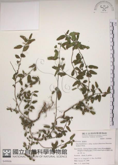 恆春金午時花藏品圖，第1張