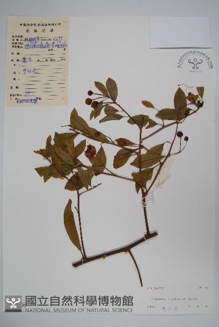 屈頭雞藏品圖，第1張