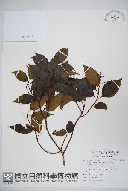 高山莢迷藏品圖，第1張