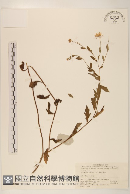 馬蘭藏品圖，第1張