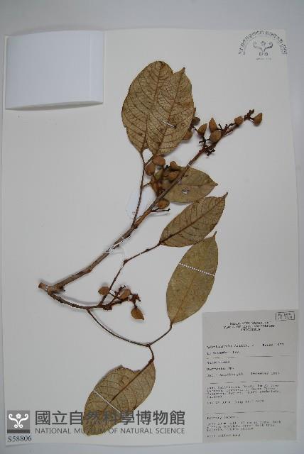 登錄號:S058806藏品圖，第1張