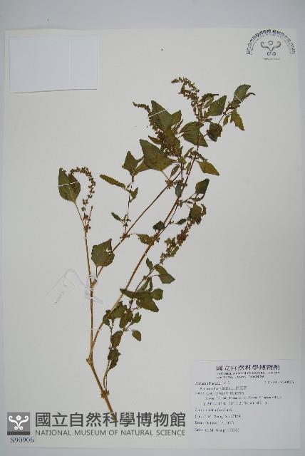 野莧菜藏品圖，第1張