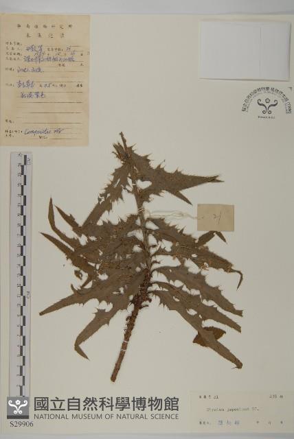 小薊藏品圖，第1張