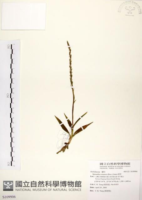 綬草藏品圖，第1張