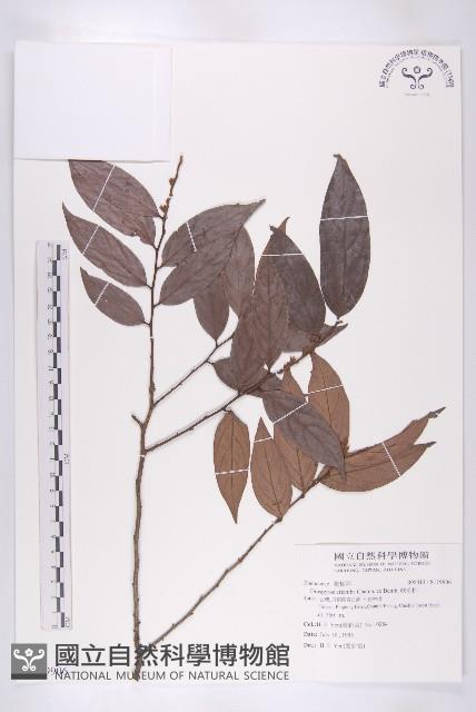 軟毛柿藏品圖，第1張