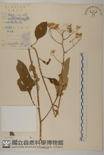 東風菜藏品圖，第1張