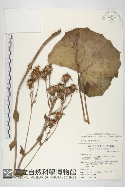 山菊藏品圖，第1張