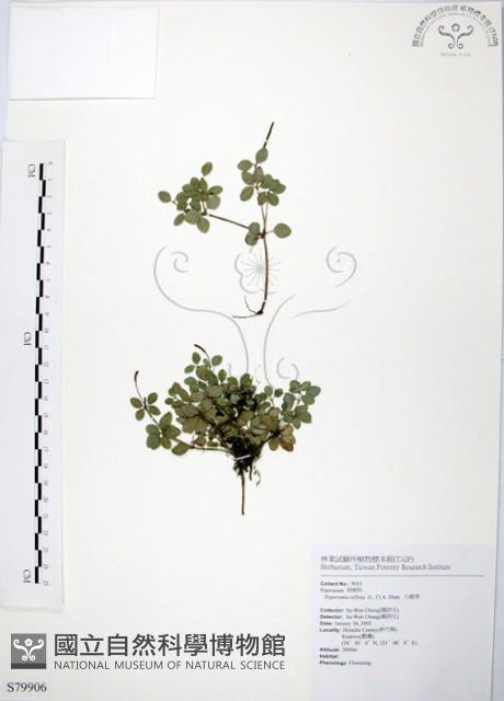 小椒草藏品圖，第1張