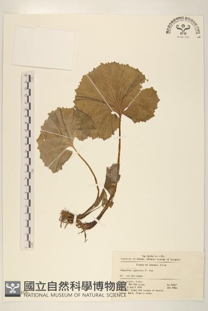 蜂斗菜、蛇頭菜藏品圖，第1張