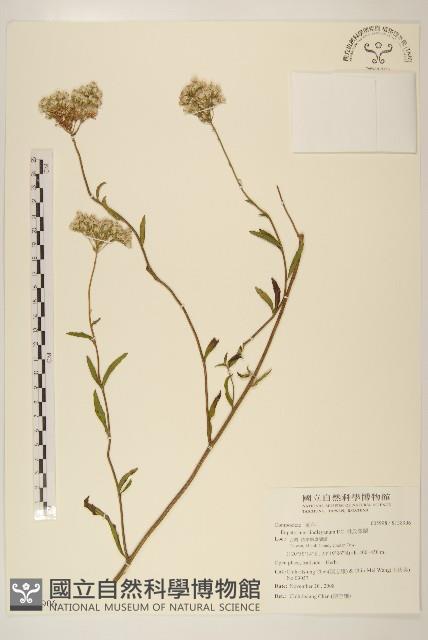 林氏澤蘭藏品圖，第1張