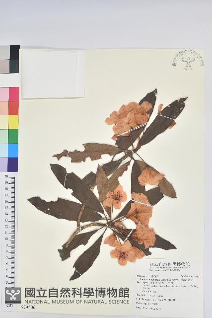 森氏杜鵑、森氏滿江紅藏品圖，第1張