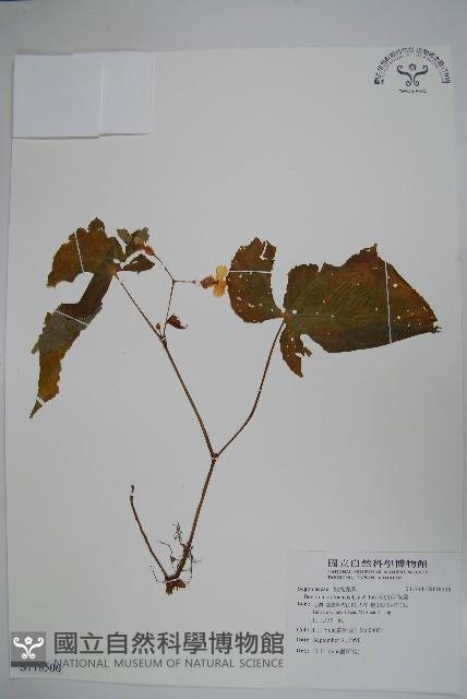 溪頭秋海棠藏品圖，第1張