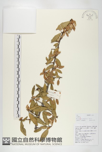 小葉胡頹子藏品圖，第1張