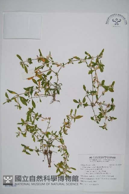 蓮子草藏品圖，第1張