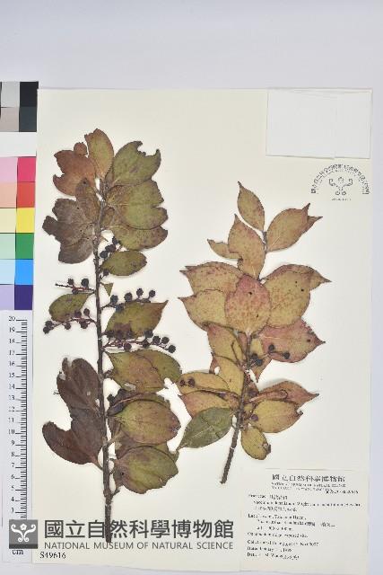 珍珠花、長尾葉越橘藏品圖，第1張