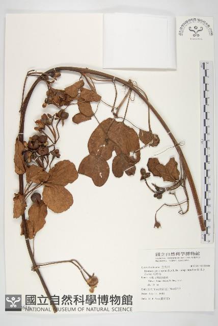 馬鞍藤藏品圖，第1張