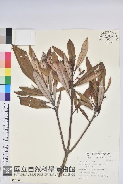 臺灣杜鵑藏品圖，第1張