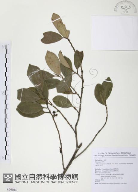 森氏紅淡比藏品圖，第1張