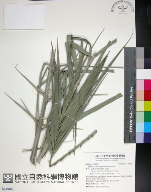 台灣海棗藏品圖，第1張