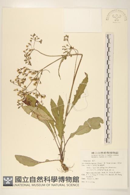 刀傷草藏品圖，第1張