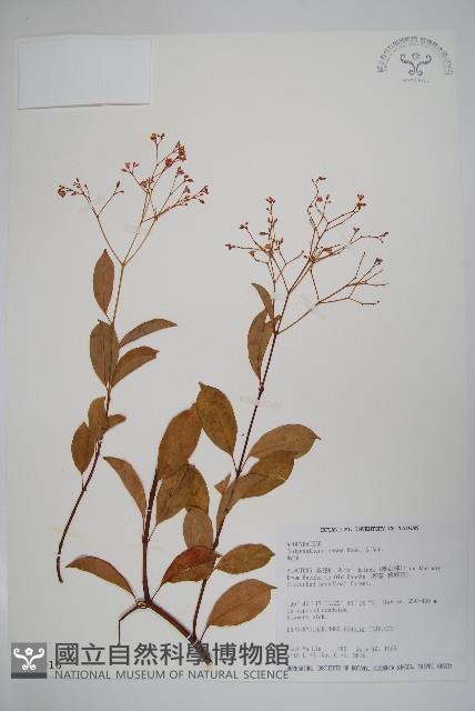 酸藤藏品圖，第1張