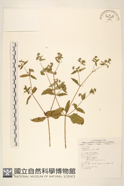 豨薟藏品圖，第1張