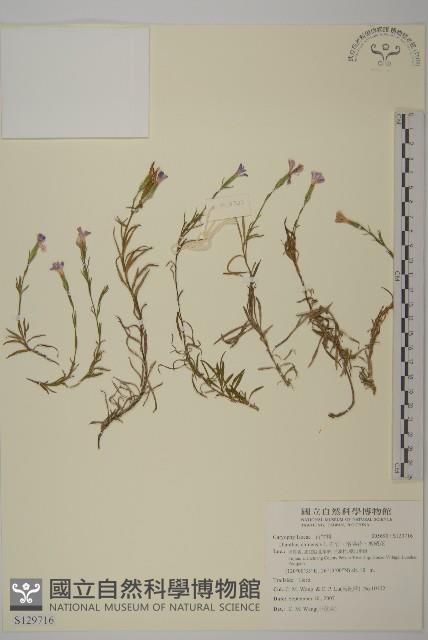 石竹、洛陽花、剪絨花藏品圖，第1張