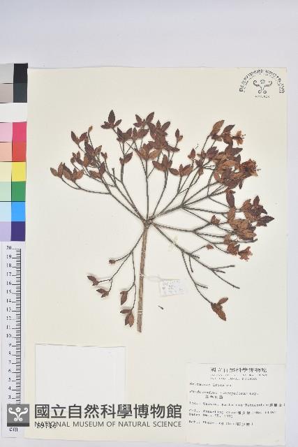 紅毛杜鵑藏品圖，第1張