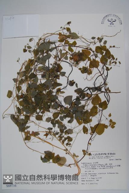 玉山山奶草藏品圖，第1張