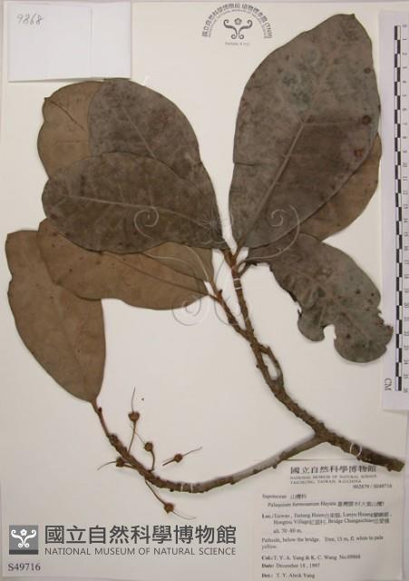 大葉山欖、臺灣膠木藏品圖，第1張