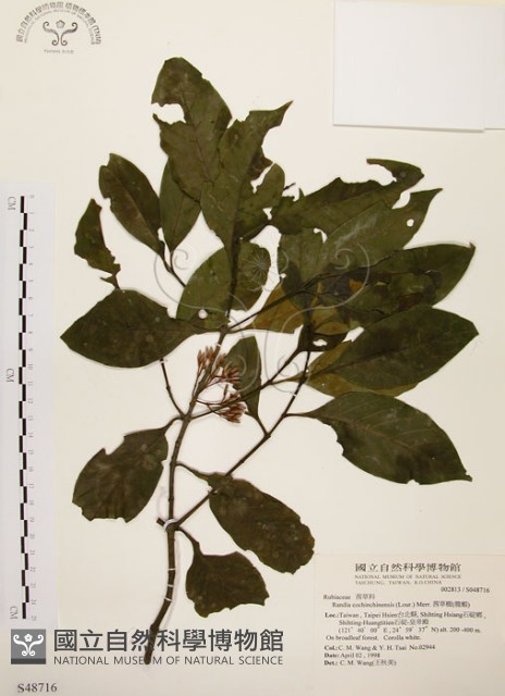 茜草樹藏品圖，第1張
