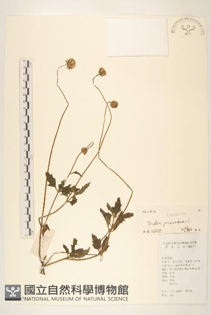 長柄菊藏品圖，第1張