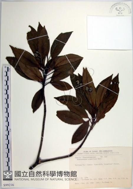 腺葉杜英藏品圖，第1張