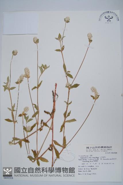 短穗假千日紅藏品圖，第1張