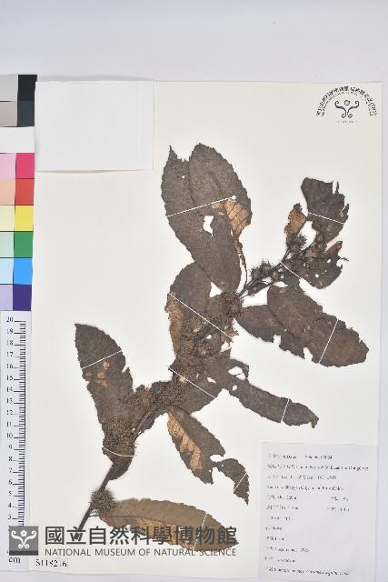 茅栗藏品圖，第1張