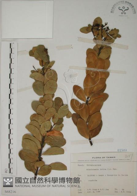 南嶺蕘花藏品圖，第1張