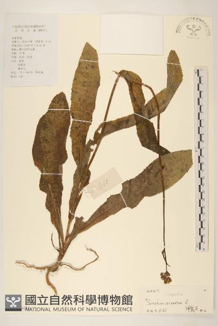 苦苣菜藏品圖，第1張