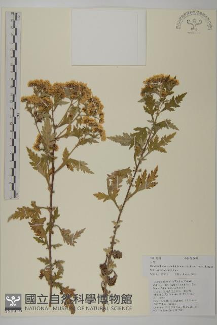 姜菱菊藏品圖，第1張