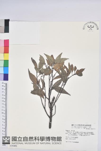 長尾栲、長尾柯、長尾尖葉櫧藏品圖，第1張