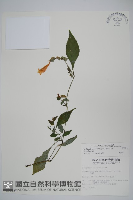 曲莖馬藍藏品圖，第1張