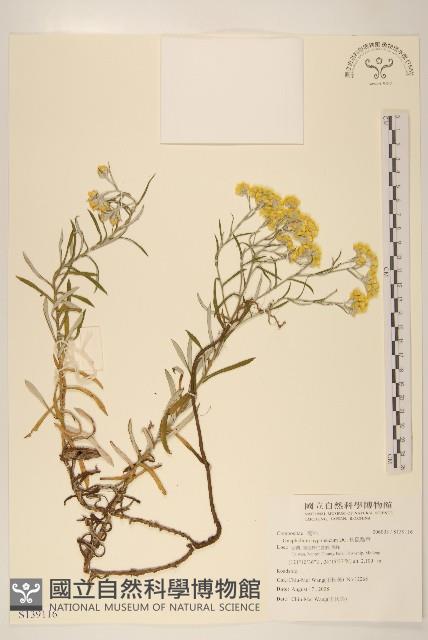 秋鼠麴草藏品圖，第1張