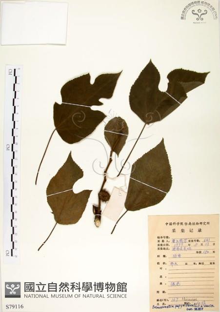 構樹藏品圖，第1張