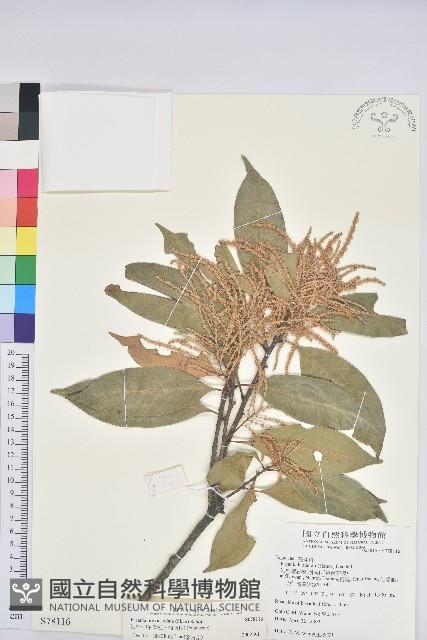 短尾柯、油葉杜、嶺南柯藏品圖，第1張